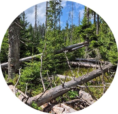 �umava National Park image