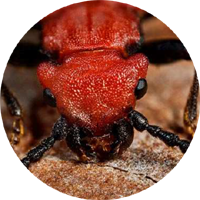The Cinnabar-Red Flat Bark Beetle image