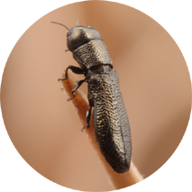The Jewel Beetle  image