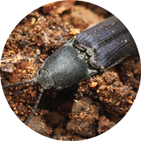 The Violet Click Beetle  image