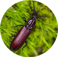 The Wrinkled Bark Beetle image