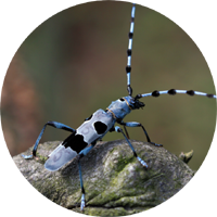 The Rosalia Longicorn Beetle image