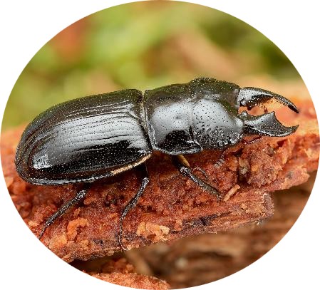 The Stag Beetle image