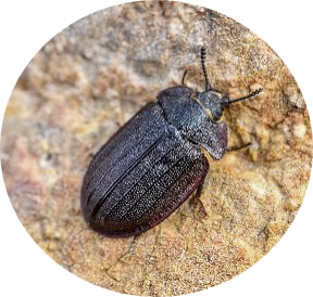 The Bark-Gnawing Beetle  image