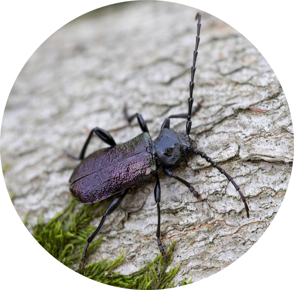 The Longhorn Beetle image