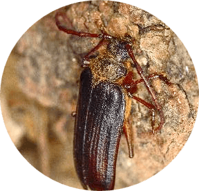 The longhorn beetle image