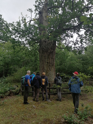 Oak tree with C.cerdo