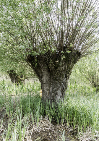 Pollarded willow